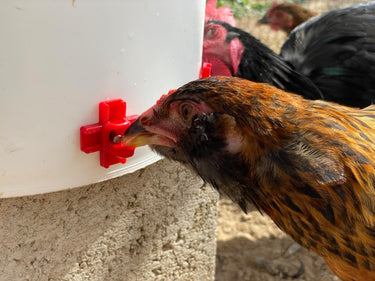 /p/o/poultry-nipple-in-use3.jpg